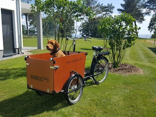 unser Hundefahrrad zum Ausleihen