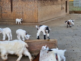 Casa per le vacanze Gebhardshain Ambiente 36