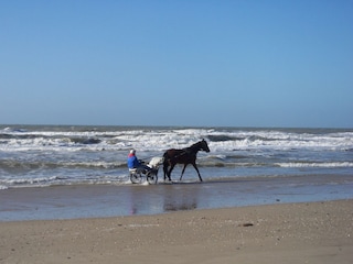 Vakantiehuis Julianadorp Omgeving 33