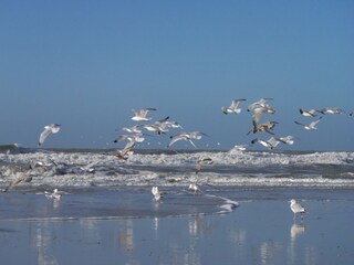 Casa per le vacanze Julianadorp Ambiente 34