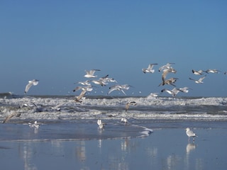 Maison de vacances Julianadorp Environnement 34