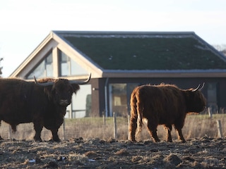 Highlander vor Hygge-Hus