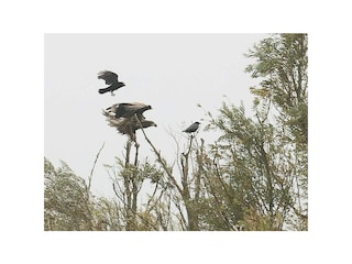 Adler vor der Terrasse