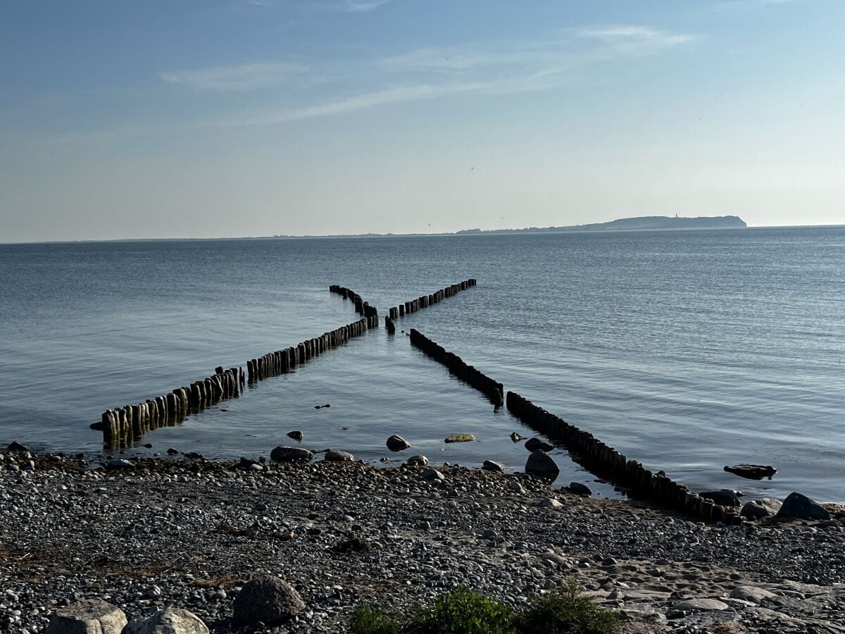 einmalig: Kreuzbune am Strand mit Blick auf Hiddensee