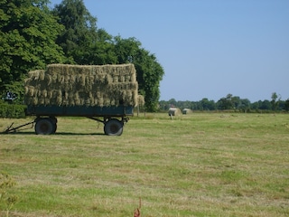 Heuernte - Holtriemer Land