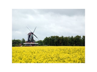 Mühle im Rapsblütenmeer - Holtriemer Land