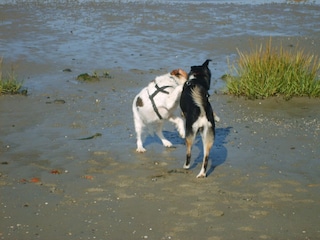 Spass am Hundestrand