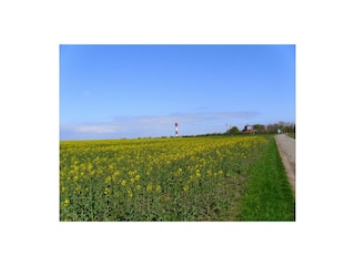 Rapsfeld und Leuchtturm in Marienleuchte