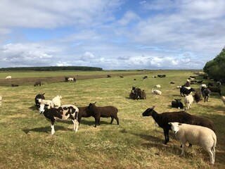 Casa per le vacanze Ballum Ambiente 28