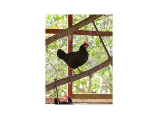 Bungalow Jarabacoa Registrazione all'aperto 5