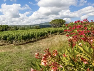 Fattoria Montescudaio Registrazione all'aperto 7