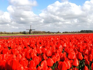 Casa per le vacanze Schoorl Ambiente 28