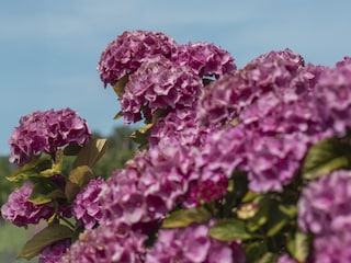 Hortensienblüte