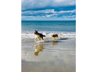 Hunde Eldorado Finistère