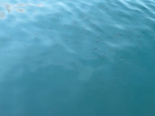 Sea with small fish