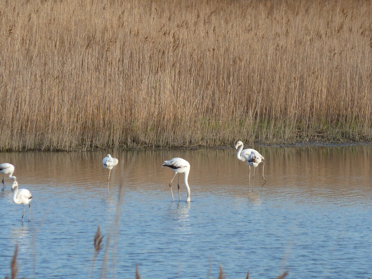 Flamingos bei Budoni, Ostküste Sardinien