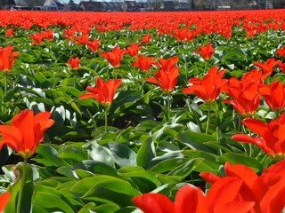 Casa per le vacanze Bergen (Holland) Ambiente 31