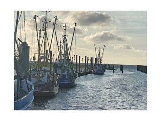 Ferienhaus Dorum-Neufeld Umgebung 17