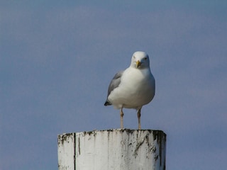 Ferienwohnung Juist Außenaufnahme 32