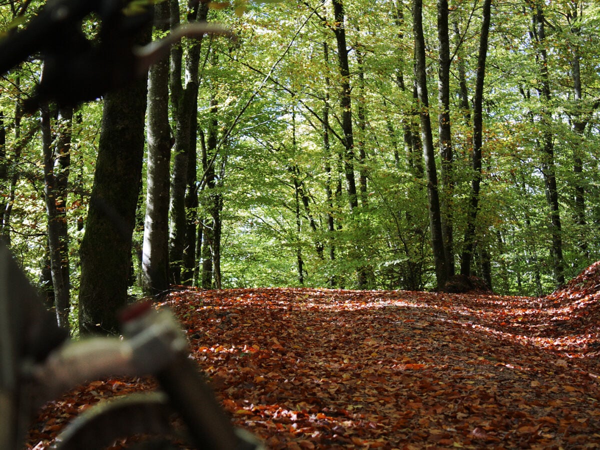 Wald in der Umgebung