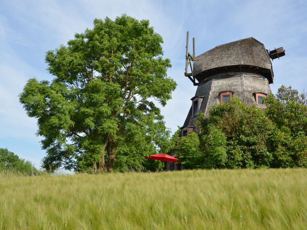 Sonnenschirm mit Gerste im Sommer