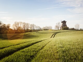 The Schamper Mühle with winter barley