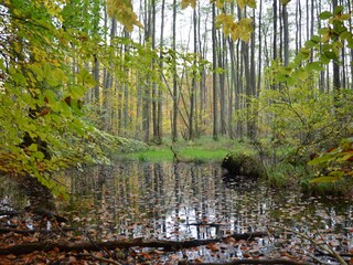 Glienholz Wanderweg