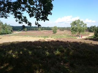 Heide am Heidschnuckenweg