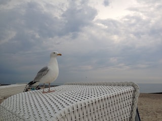 Ferienwohnung Kühlungsborn-West Umgebung 14