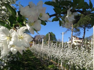 Appartamento per vacanze Dorf Tirol Ambiente 33