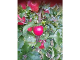 Apfel Ernte im Herbst