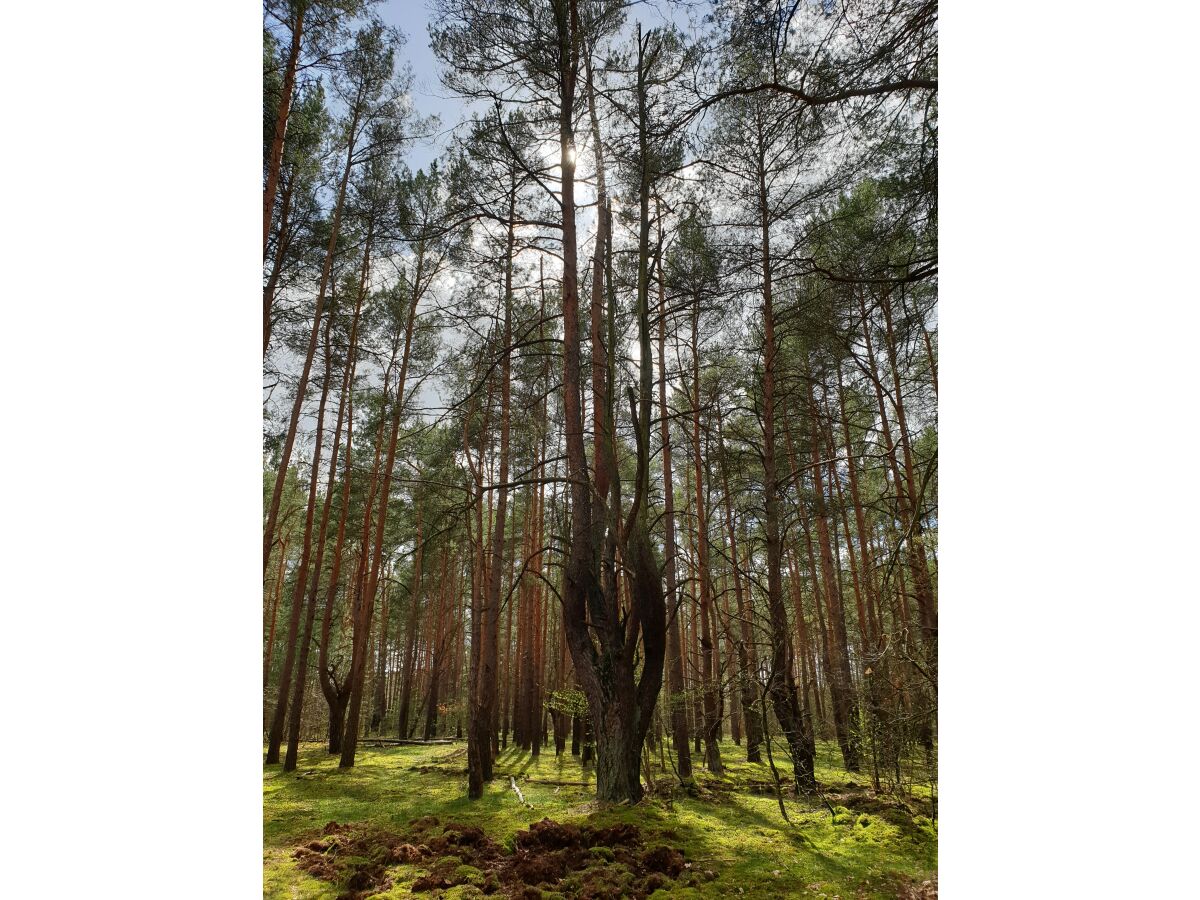 Kiefernwald direkt hinter dem Grundstück