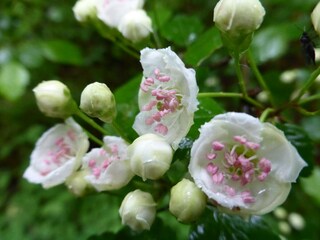 Apfelblüte