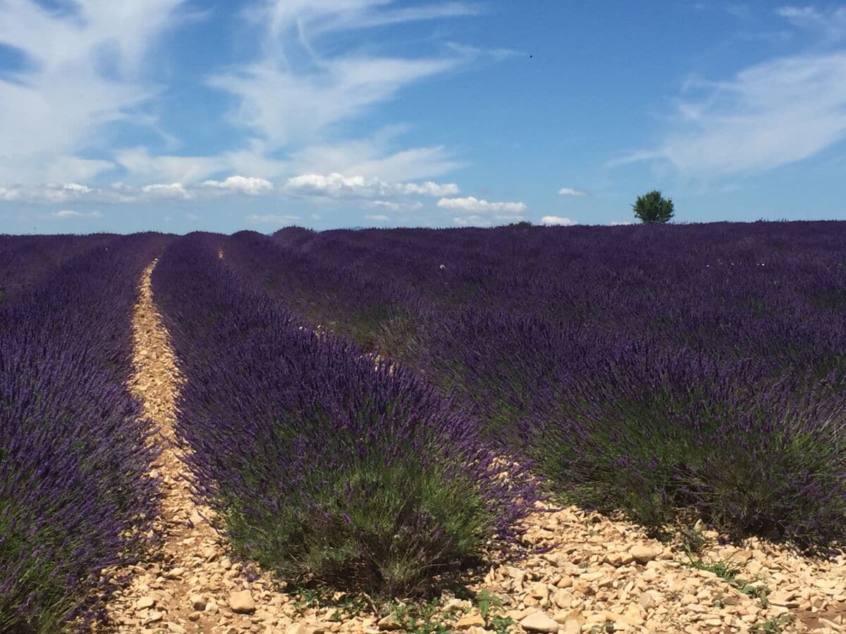 Lavendel bei Valensole