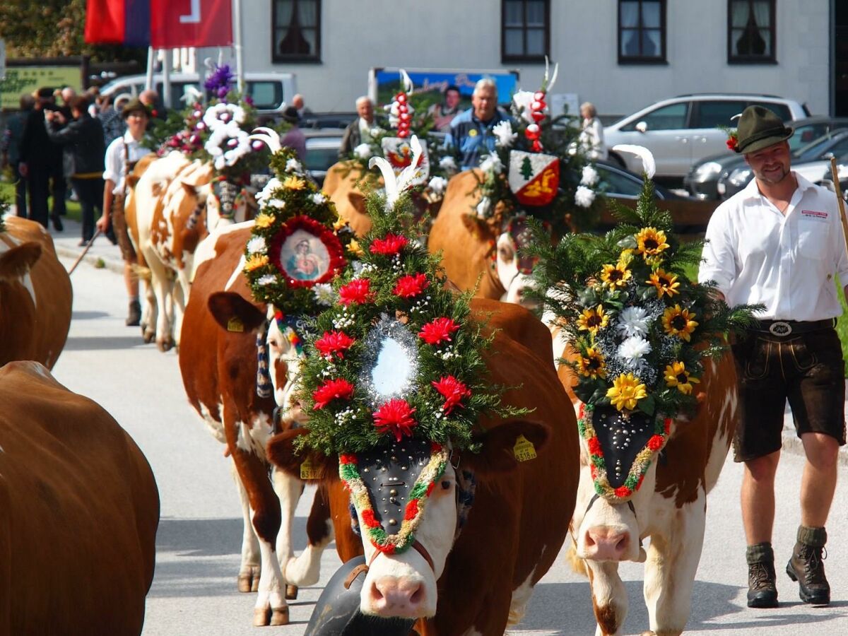 beim Almabtrieb 2013