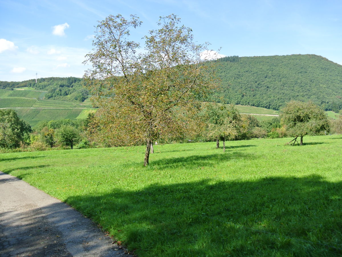 Streuobstwiesen und Weinberge