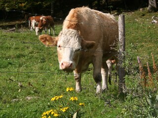 Appartement de vacances Aschau im Chiemgau Équipement 23