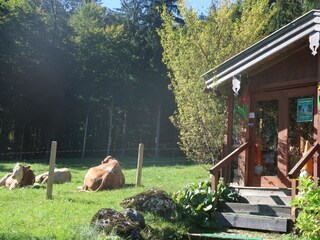 Vakantieappartement Aschau im Chiemgau Buitenaudio-opname 12