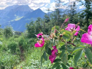 Appartamento per vacanze Aschau im Chiemgau  20