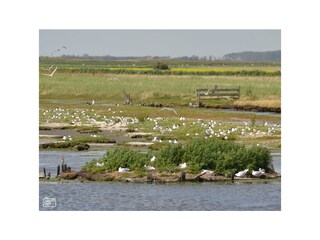 Fattoria Oosterend Ambiente 16