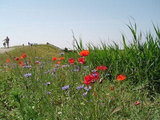 Alter Deich in der Nähe von Den Hoorn
