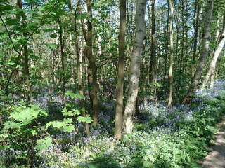 Chalet Den Burg Ambiente 16