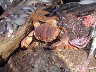 Chalet Den Burg Ambiente 18