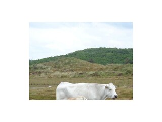 Bungalow De Koog Ambiente 19