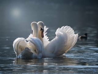 Schwäne am Bodensee
