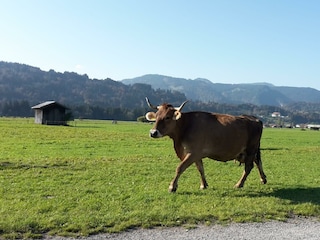 Allgäuer Kuh