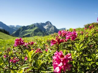 Alpenrosen Wandern Widderstein _Dominik Berchtold