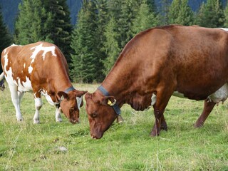 Appartamento per vacanze Hochkrimml Ambiente 33