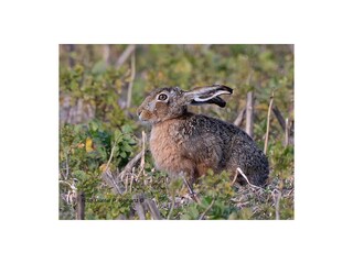 Casa per le vacanze De Koog Ambiente 31