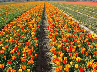 Vakantiehuis Sint Maartensvlotbrug Omgeving 15